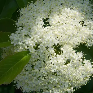 Nannyberry Viburnum
