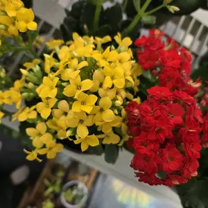 Kalanchoa Purple Flower with Green Leaves for Home Decor and Gardening Ideal for Indoor and Outdoor Use Enhances Aesthetic Appeal