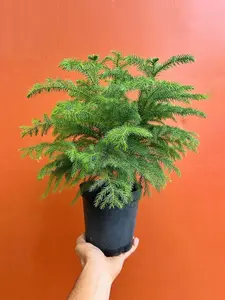Norfolk Island Pine - Live Home and Office Decor Christmas Tree | Indoor Houseplant Great for Holidays | Easy Care in 4", 6” & 10" inch Pot