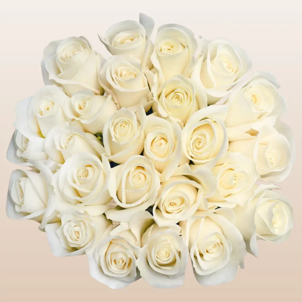 Cream Roses Fresh 50cm Total Length 40cm Stem 5cm Bloom Size for Wedding Arrangement Special Gift Elegant Import from Ecuador