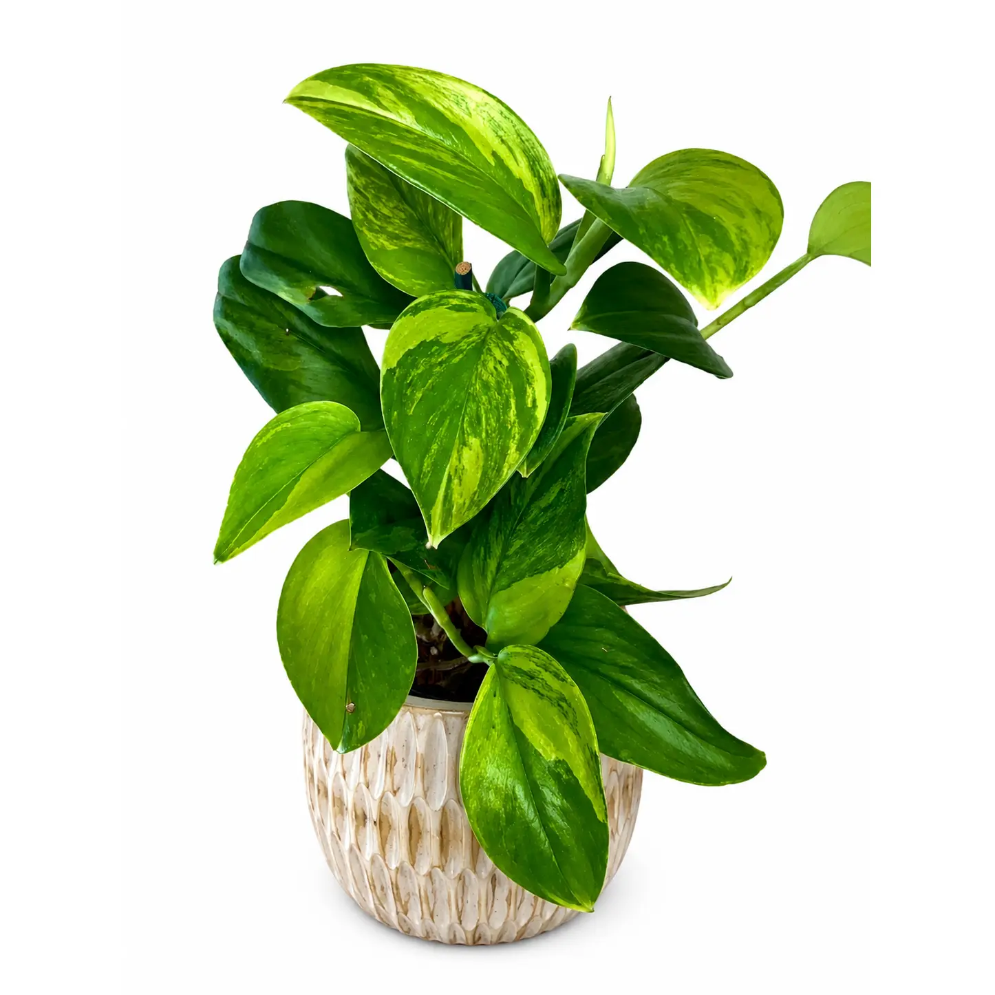 4" Scindapsus Treubii 'Moonlight' Green on Green