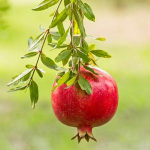 Live Red Pomegranate Tree - Pomegranate Fruit Plant - Punica Granatum Plant - 4 to 6 Inch Tall