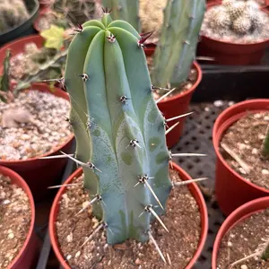 Myrtillocactus Blue Myrtle Live Plant 6 inch pot Cactus