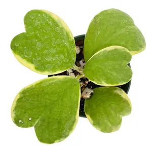 Hoya kerrii albomarginata