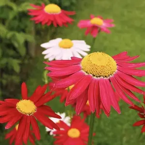 500 Perennial Pyrethrum Mosquito - repellent Chrysanthemum Seeds for Year - round Sowing Ideal for Gardening and Decoration Eternal Flower