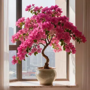 Bougainvillea Tree Sapling - Vibrant Pink & Magenta Blooms, Fast-Growing, Easy-Care, Outdoor Garden Decor, Ideal for Patio & Balcony Gardening