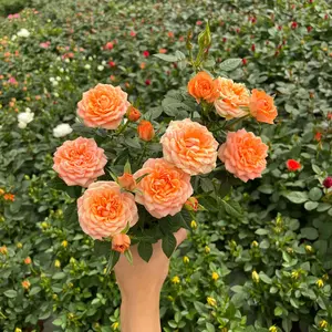 [UnclePot] Cameron Rose Pot Forever Rose (Live plants) (Denmark Branded) (One Pot) Bunga Ros