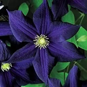 Dark Purple Clematis Seed 50 Seeds Perennial Flowering Plant Early Large-Flowered Clematis Wonderful Choice for Garden