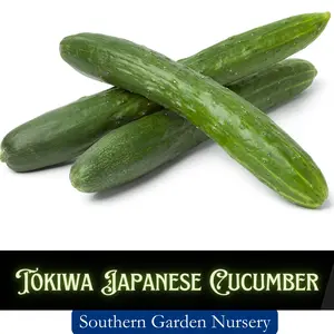 Tokiwa Japanese Cucumber Seeds - Tokyo Green Cucumber - Asian Vegetable Seeds -Non-GMO Heirloom Variety Fresh Garden Seed