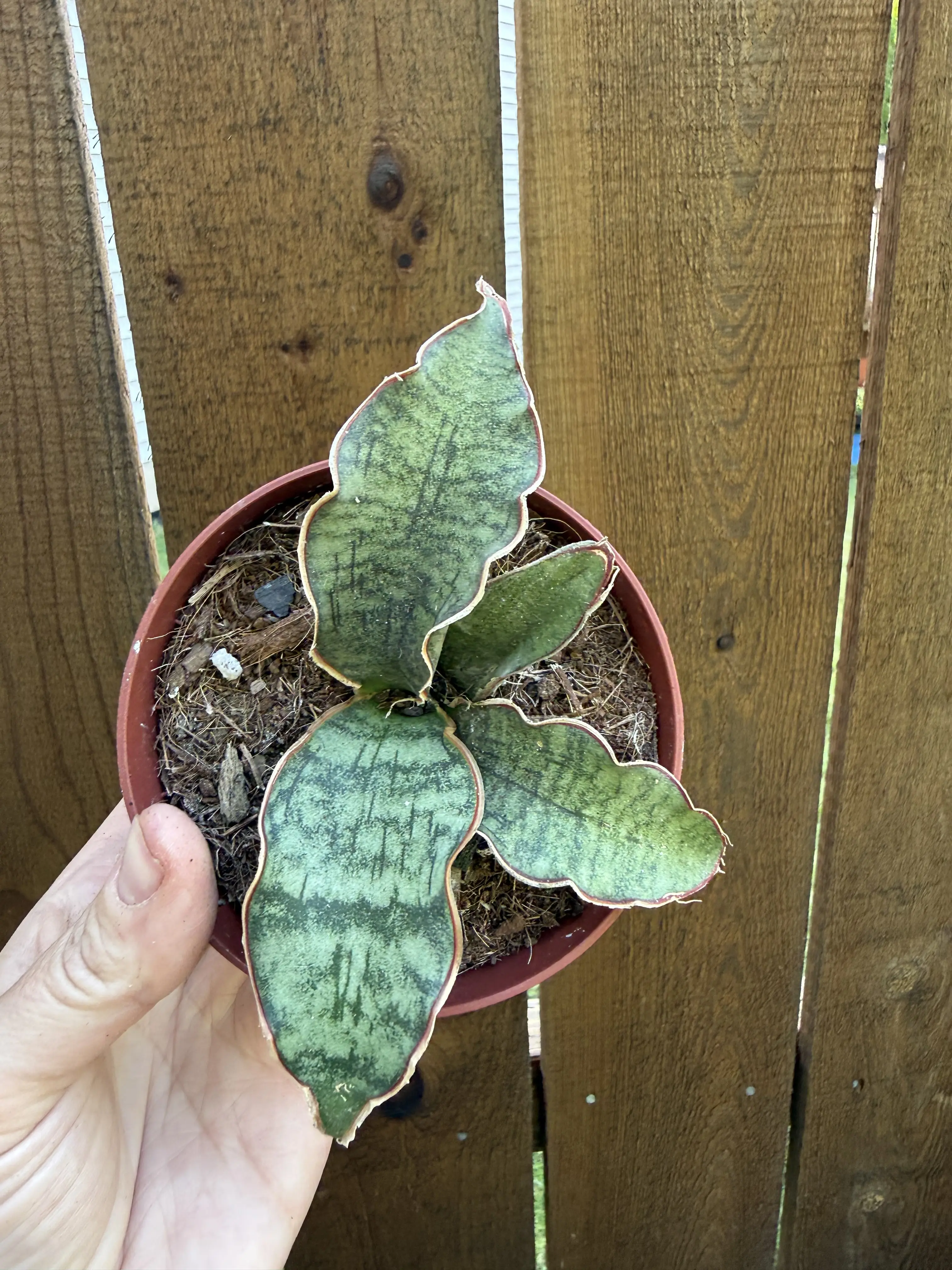 Kirkii Blue Snake Plant