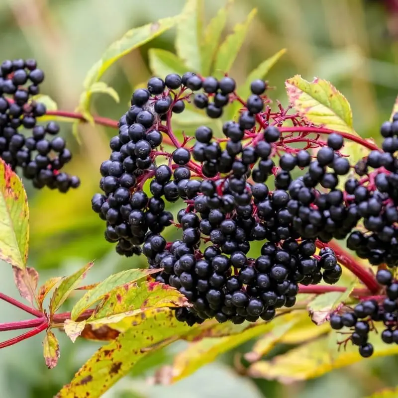Hardy American Elderberry Plants 2 starter plants