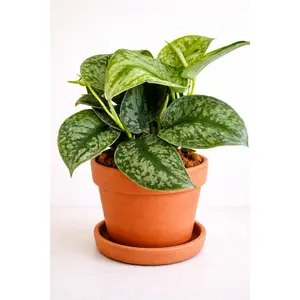 6” Scindapsus Pictus Exotica 'Satin Pothos'