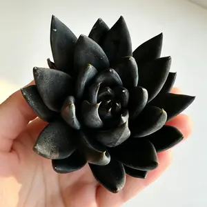 Echeveria ‘Black Knight’ Rare Succulent – Dark Purple Rosette, Easy Care Live Plant, Bare Root Shipping, Indoor Plant Decor, Beginner Friendly