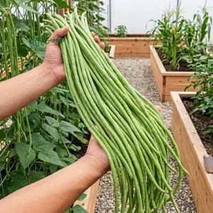 15+ Yard Long Bean Seeds, Chinese Long Bean Seeds, Asian Vegetable Seeds, Long Bean Seeds for Planting, Heirloom Garden Beans