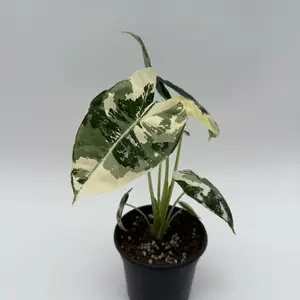 Variegated Alocasia Frydek 4" Pot House Plant - Rare Plant with Unique Variegation Ideal for Indoor Decor