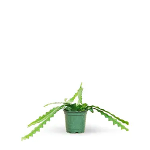 Fishbone Cactus