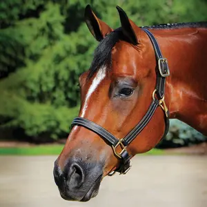 Billy Royal Belmont Leather Halter