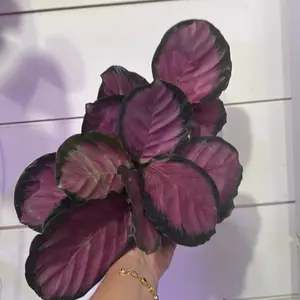 Calathea roseopicta crimson