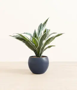 Dracaena Warneckii