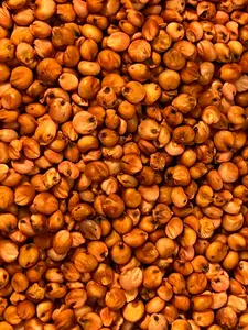Sorghum Bicolor, (Milo Short) Seeds