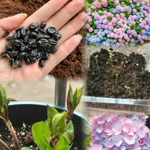Easy to Grow Hydrangea Seedlings Potted Plants for Home Garden Courtyard Balcony Outdoor Landscape Decoration elegant bloom