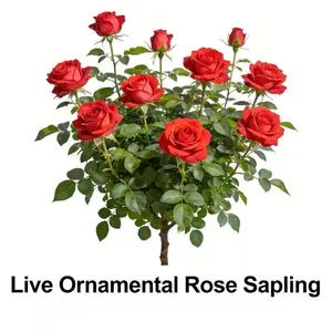 Red Rose Seedlings - Fragrant Lasting Flowers & Disease Tolerant | Bare Roots or Potted Plants | Ideal for Home Gardens, Yards, Pots