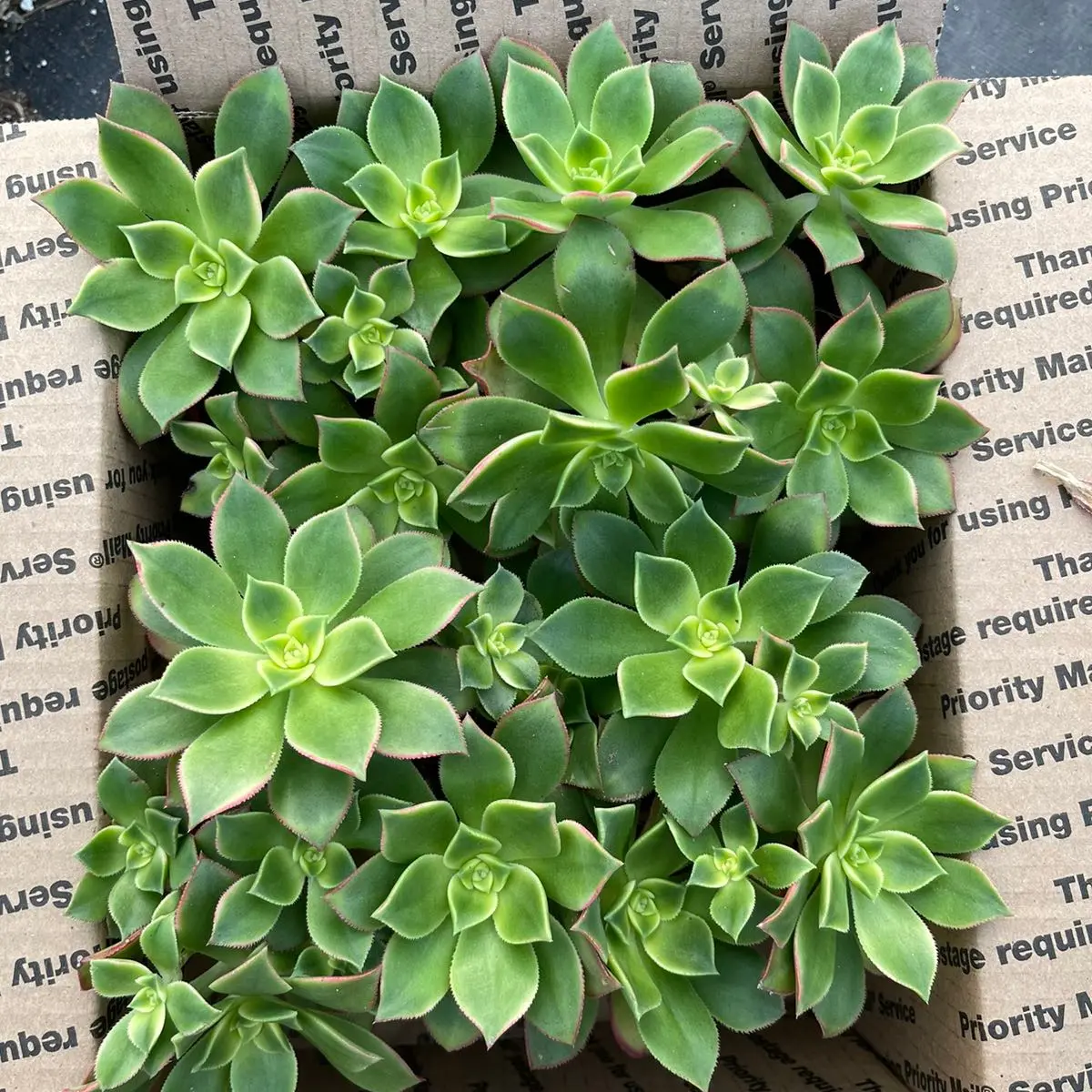 4 pack kiwi bedroom Sculpture (4inch)