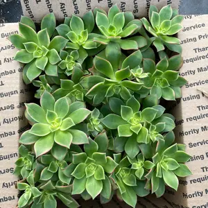 4 pack kiwi bedroom Sculpture (4inch)