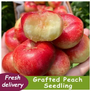 Red peach tree seedlings for home garden planting