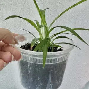 LIVE PLANT Spider Plant Chlorophytum Comosum Hawaiian 4.5" Pot with water tray