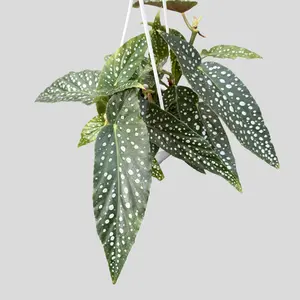 Begonia White Ice 4.5" Hanging Basket - Indoor Plant - Live Plant House Decor - Silvery-Green Leaves with Frosted Sheen - Perfect for Indoor or Shaded Patio - Decorative Live Plant