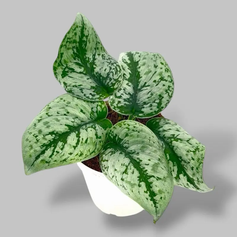 Scindapsus Exotic Silver Splash 4” - Low Maintenance Sparkly Hanging Plant - Not Pet Safe