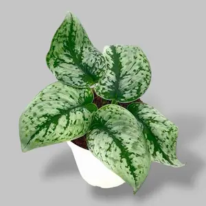 Scindapsus Exotic Silver Splash 4” - Low Maintenance Sparkly Hanging Plant - Not Pet Safe