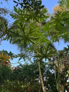 Ripkitty Premium Tropical Papaya Seeds – Easy-Grow Fruit Tree Blend