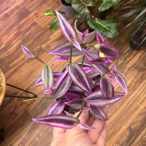 Tradescantia Pink Paradise in a 4’’ Pot Live Houseplants