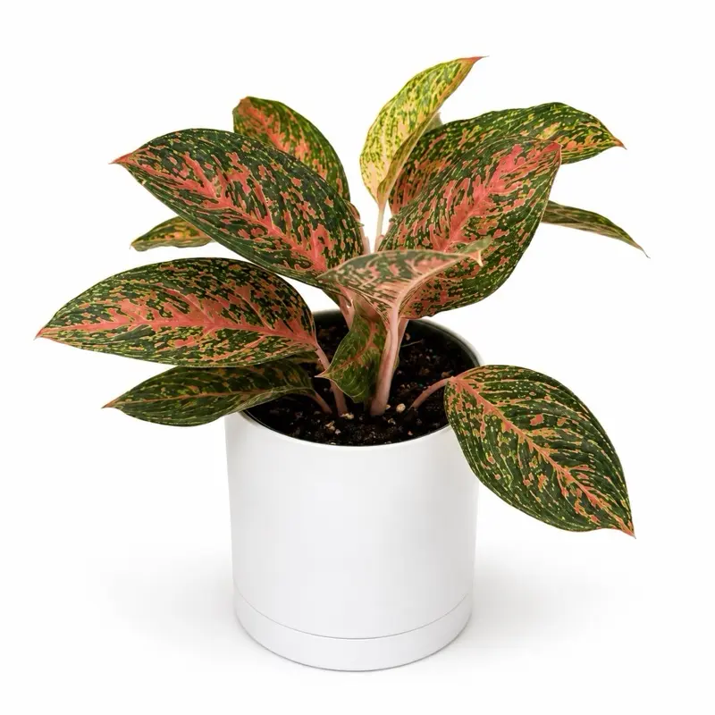 house plant self watering systems Self Watering System for Plants