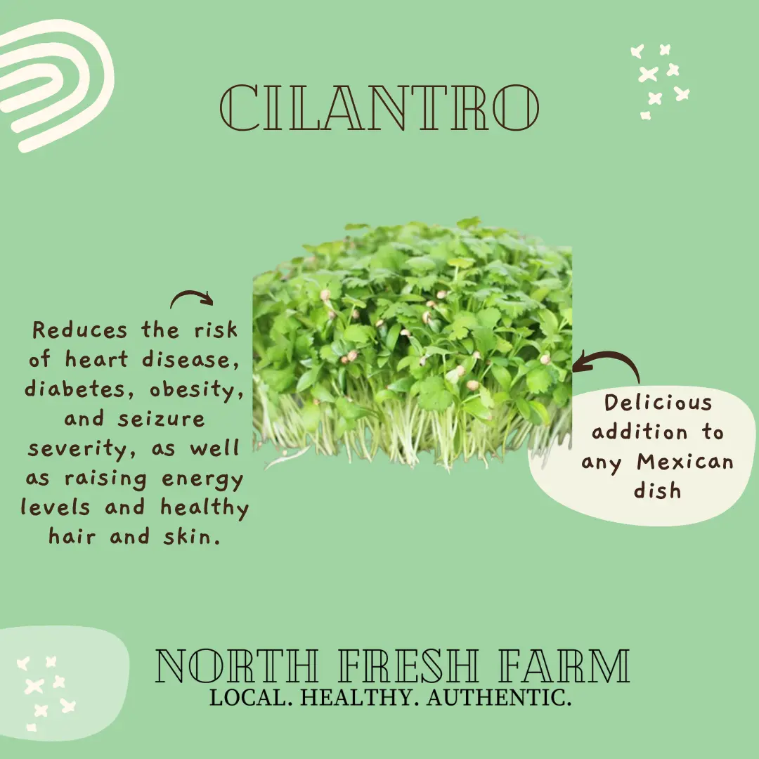 Cilantro Microgreens Seeds