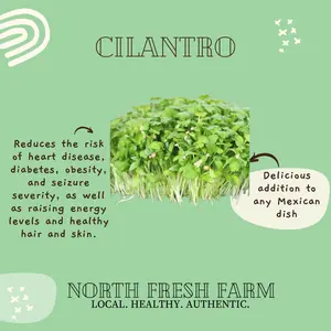 Cilantro Microgreens Seeds