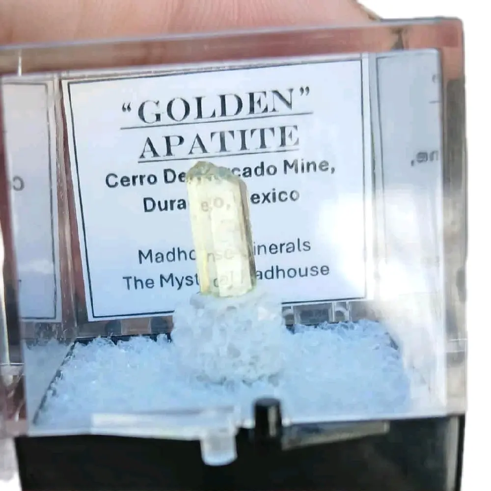 Madhouse Minerals Golden Apatite AAA Graded Specimen from Cerro Del Cacao Mine Durango Mexico Natural Crystal Specimen