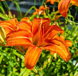 3 Wild Daylily Bulbs for Planting, Reblooming Daylilies Bulbs, Perennial Flowers Bulbs