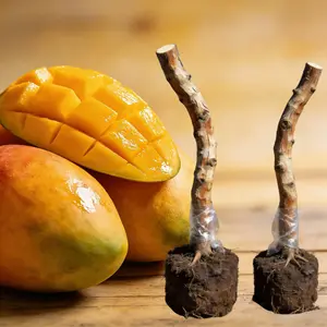 (LZ#FF) Mango Tree Live Sapling, Tropical Fruit Tree for Outdoor Yard & Large Container Planting, Hardy Exotic Fruit Shrub for Backyard Landscaping, Ideal Choice for Home Gardeners & Rare Tropical Plant Lovers