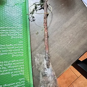 review image 5