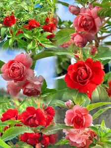 Mixed Color Garden Balsam Seeds 50 PCS, Impatiens Balsamina Flower Seeds for Outdoor Garden Planting, Easy Growing Annual Flowers, Seeds Only, Not Live Plant