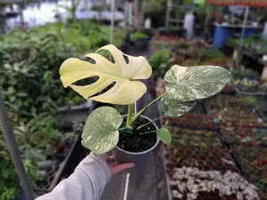 Variegated Monstera Plant Monstera MINT 4-6 Inch Tall