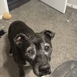 Cassiel-Pet Eye Drops,Dog&Cat Tear Stain Cleaner,Pet Eye Drops for Dogs&Cats,Sooth Dry Eyes Pink Eyes,Dog&Cat Eye infection Treatment to Soothe Eye Allergy,Remove Tear Stains and Relieve Itchy Eyes,Natural Formula, No Artificial IngredientsDealsforyoudays