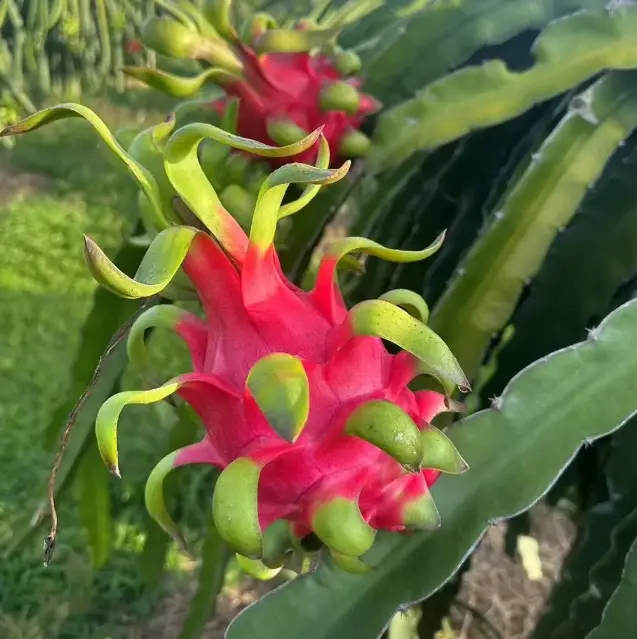 Non-GMO Edible Dragon Fruit Seeds, High Germination Rate, Sweet Tropical Garden Fruits, Easy to Grow, Suitable for Indoor & Outdoor Gardens, Garden Supplies Accessory, Edible Fruit Seeds