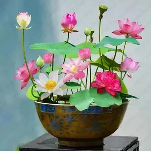 【Mother's Day Gift】40 Pcs Mixed Color Bonsai Bowl Lotus Seeds - Exotic Water Lily Flower Plant Seeds for Ornamental Pond and Home Planting