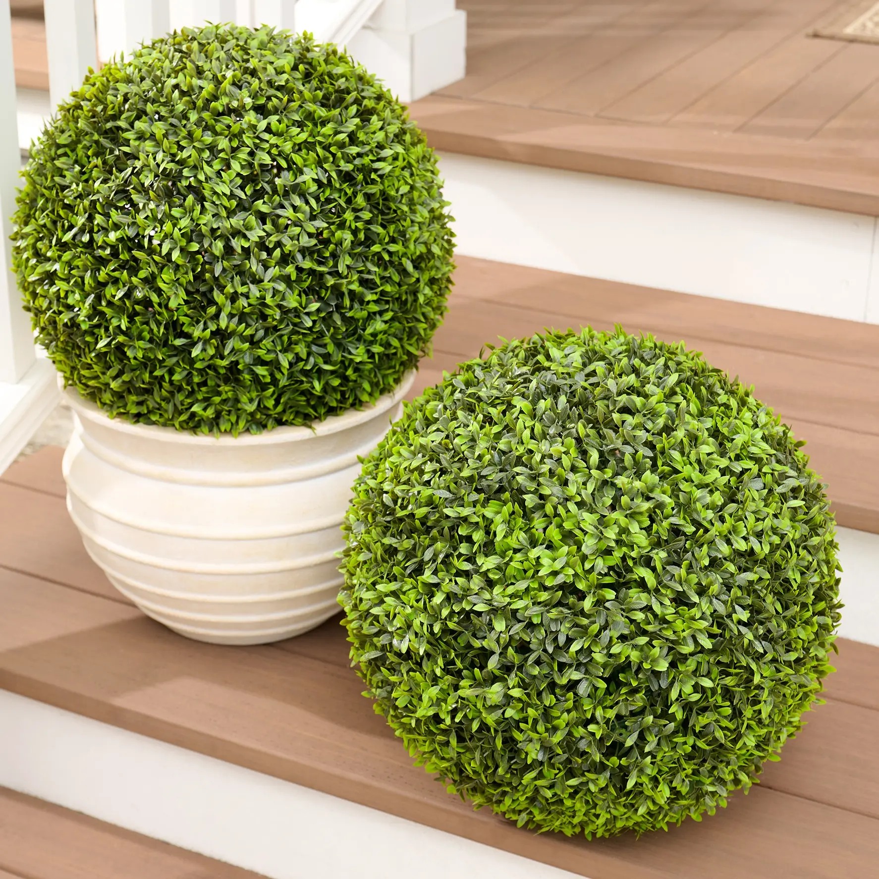 Boxwood