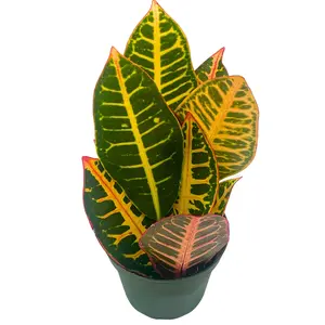 BubbleBlooms Variegated Croton, 4 inch Large Leaf Codiaeum variegatum
