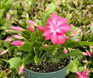 Live Christmas Pink Cactus Plant - Holiday Cactus - Crab Cactus - 6 Inch pot